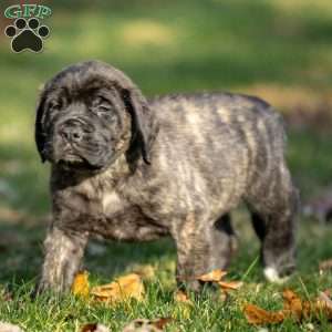 Buddy, English Mastiff Puppy